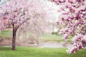magnolia-trees-springtime-blossoms-spring-38910